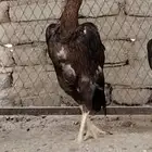 دجاجة باكستانيه دم بنجابي
