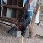 ديكين فواخر