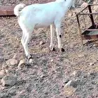 تيس بيشي للبيع