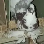 جوزين حمام رقاصي توب