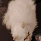 قط هملايا للتبني برسوم