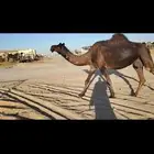 ناقه لقحه على بعير الفصام الدوسري