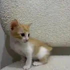 قطة للتبني