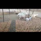 غنم حريات 6 تحتها 2 والباقي على ولاد شرط