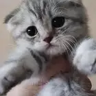 كيتن أنثى سكوتش فولد للبيع