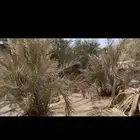 نخل للبيع