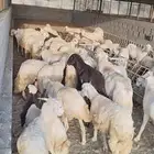 ذبايح هرافي و تيوس