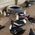 بط مسكوفي شباب