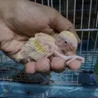 فروخ روز لاتينو