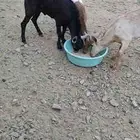 تيوس جذعان بلدي مخصاه