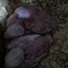 فروخ روز جملة