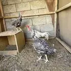 طقم دجاج فارسي ديك ودجاجتين