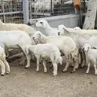 غنم 6 تحتها 4 ثنتين دفيع