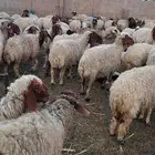 غنم نعيمي جبره مواليد ابو شهر وشهرين