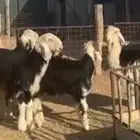 بهم خرفان نجد القصيم