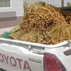 شحنة رطب لأصحاب الحلال