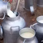 حليب بقر طازج كميات كبيره الموقع الزلفي