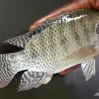 مطلوب مزرعة سمك للايجار