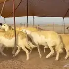 غنم حريات دفيع