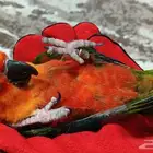 ذكر صن كنيور جنداي صبغه قويه
