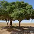 بذور طلح النجدي
