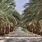 للبيع نخل صفري ارتفاع مترين وثلاثه