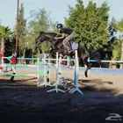 مدرب فروسية تعليم اساسيات ركوب الخيل قفز الحواجز عسف الامهار