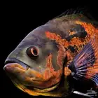 اسماك زينة مفترسة