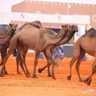 راعي ابل غنم مزارع مكتب سواعد