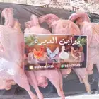 سمان طازج للبيع