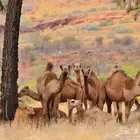 مطلوب