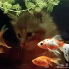 فندقه قطط