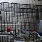 زوج كروان منتج