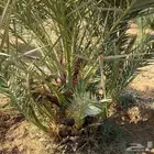 فسائل نخل