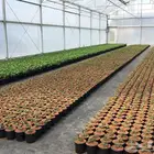 تأسيس وتطوير المشاتل الزراعية