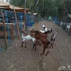 اعرض لكم تيوس يمنيه سمان فل شحم من 950