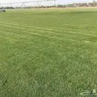 نجيل طبيعي