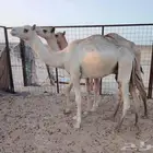قعود جزر