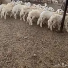 طليان الموقع محافظة القنفذة-القوز (تم البيع)