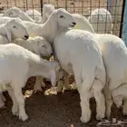 طليان ورخال للبيع (يتوفر خدمة التقسيط)