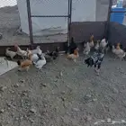 دجاج للبيع