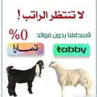 تيوس مستوردة وخرفان