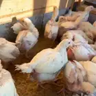 صوص دجاج لاحم