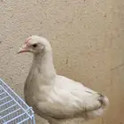 دجاج لي البيع علا السوم