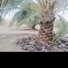 اعمال النخيل