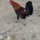 للبيع ديك عربي اصيل