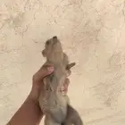 وبر