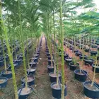 جاكرندا- ونيم - وزنزلخت -ولبخ -ودفلة