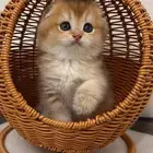 سكوتش فولد انثى عمرها شهرين مطعمه