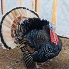 دجاج رومي فواخر